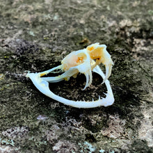 Load image into Gallery viewer, TREE VIPER SKULL