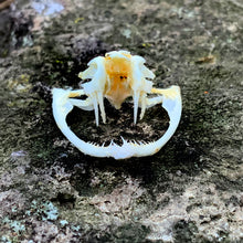 Load image into Gallery viewer, TREE VIPER SKULL