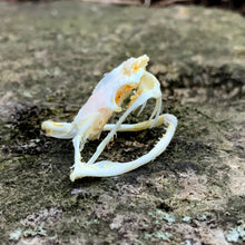 Load image into Gallery viewer, TREE VIPER SKULL