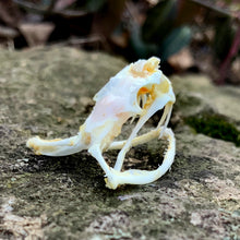 Load image into Gallery viewer, TREE VIPER SKULL