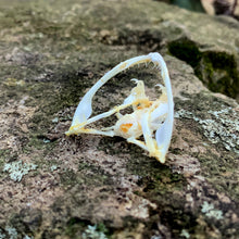 Load image into Gallery viewer, TREE VIPER SKULL
