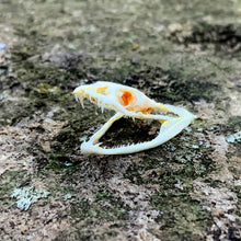 Load image into Gallery viewer, VINE WHIP SNAKE SKULL