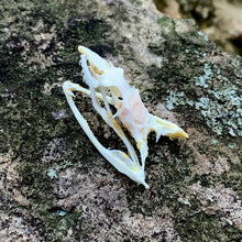 Load image into Gallery viewer, VINE WHIP SNAKE SKULL
