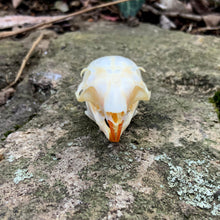 Load image into Gallery viewer, SQUIRREL SKULL