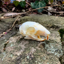 Load image into Gallery viewer, SQUIRREL SKULL
