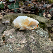 Load image into Gallery viewer, SQUIRREL SKULL