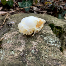 Load image into Gallery viewer, SQUIRREL SKULL