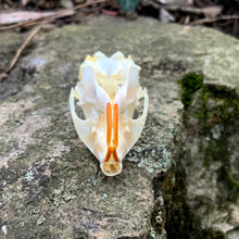 Load image into Gallery viewer, SQUIRREL SKULL