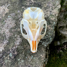 Load image into Gallery viewer, SQUIRREL SKULL