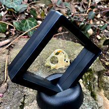 Load image into Gallery viewer, ASIAN TOAD SKULL
