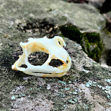 Load image into Gallery viewer, ASIAN TOAD SKULL