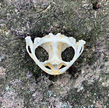 Load image into Gallery viewer, ASIAN TOAD SKULL