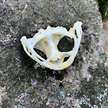 Load image into Gallery viewer, ASIAN TOAD SKULL
