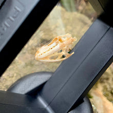 Load image into Gallery viewer, SUN SKINK SKULL