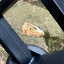 Load image into Gallery viewer, SUN SKINK SKULL