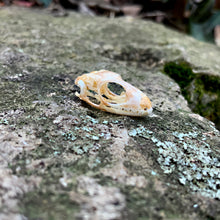 Load image into Gallery viewer, SUN SKINK SKULL