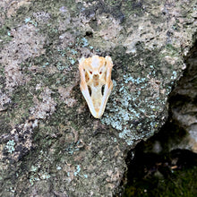 Load image into Gallery viewer, SUN SKINK SKULL