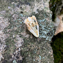Load image into Gallery viewer, SUN SKINK SKULL