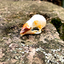 Load image into Gallery viewer, SCALY BREASTED MUNIA SKULL
