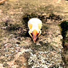 Load image into Gallery viewer, SCALY BREASTED MUNIA SKULL