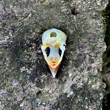 Load image into Gallery viewer, SCALY BREASTED MUNIA SKULL