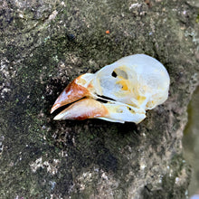 Load image into Gallery viewer, SCALY BREASTED MUNIA SKULL