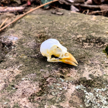 Load image into Gallery viewer, EURASIAN TREE SPARROW SKULL