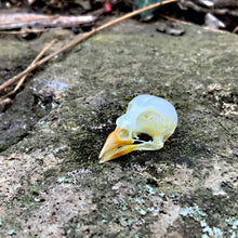 Load image into Gallery viewer, EURASIAN TREE SPARROW SKULL