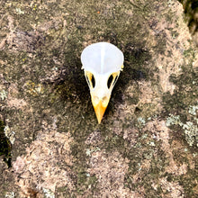 Load image into Gallery viewer, EURASIAN TREE SPARROW SKULL