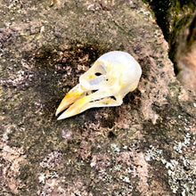 Load image into Gallery viewer, EURASIAN TREE SPARROW SKULL