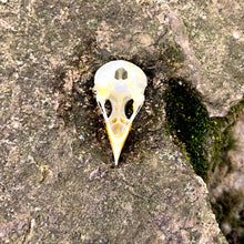 Load image into Gallery viewer, EURASIAN TREE SPARROW SKULL