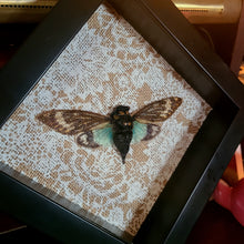 Load image into Gallery viewer, Blue Cicada - Tosena splendida