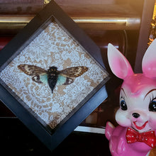 Load image into Gallery viewer, Blue Cicada - Tosena splendida