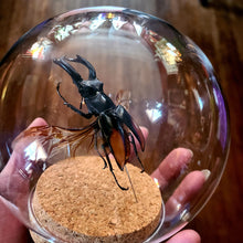 Load image into Gallery viewer, Stag Beetle Globe -
