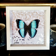 Load image into Gallery viewer, Morpho Butterfly Silver