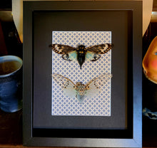 Load image into Gallery viewer, Ghost & Turquoise Cicada Buddies