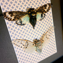 Load image into Gallery viewer, Ghost & Turquoise Cicada Buddies