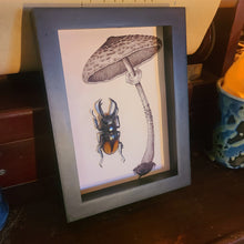 Load image into Gallery viewer, Mushroom Stag Beetle