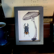 Load image into Gallery viewer, Mushroom Stag Beetle