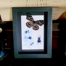 Load image into Gallery viewer, Glassy Tiger & Frog Beetle