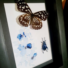 Load image into Gallery viewer, Glassy Tiger & Frog Beetle