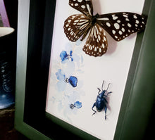 Load image into Gallery viewer, Glassy Tiger & Frog Beetle