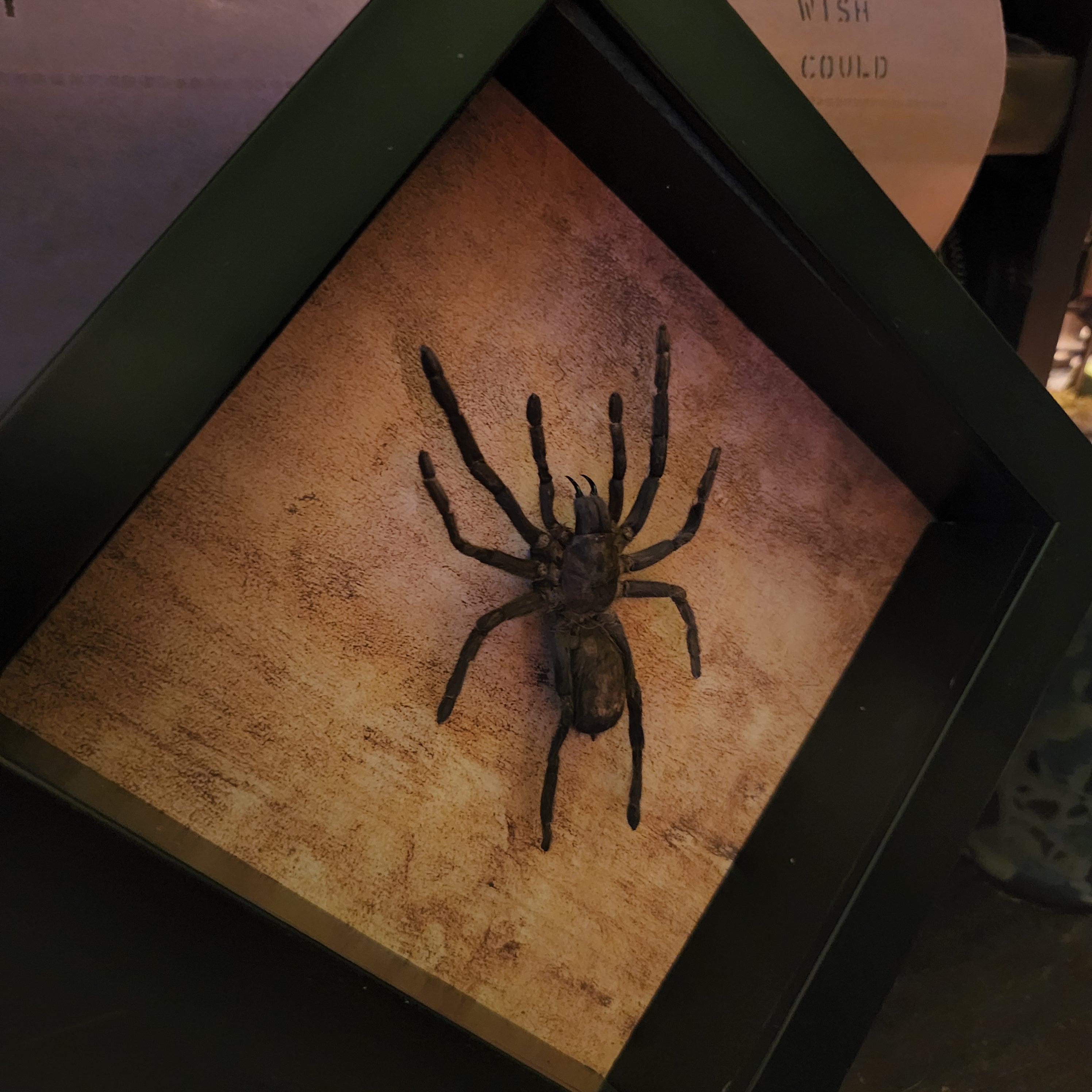 Cocoa Tarantula – Hail - Records and Oddities