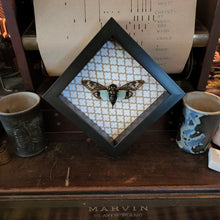 Load image into Gallery viewer, Blue Cicada - Tosena splendida