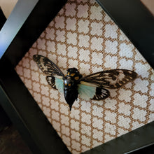 Load image into Gallery viewer, Blue Cicada - Tosena splendida