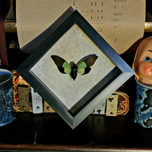 Load image into Gallery viewer, Green Cicada