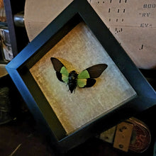 Load image into Gallery viewer, Green Cicada