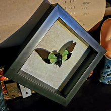 Load image into Gallery viewer, Green Cicada
