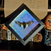 Load image into Gallery viewer, Blue Cicada - Tosena splendida