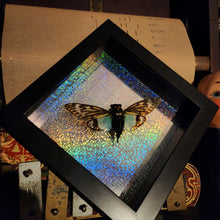 Load image into Gallery viewer, Blue Cicada - Tosena splendida